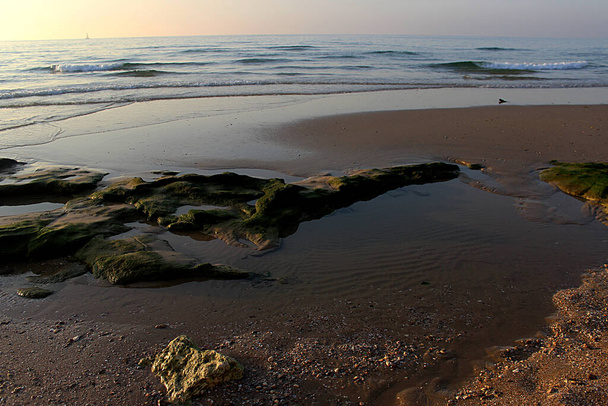 Green seaweed on the seashore - Фото, зображення