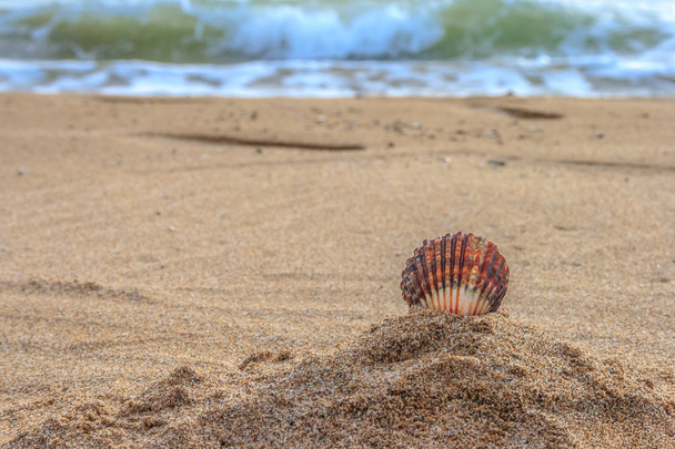 mušle na pláži - Fotografie, Obrázek