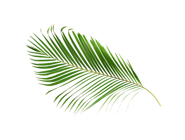 hoja de palma verde aislada en blanco para fondo de verano - Foto, imagen