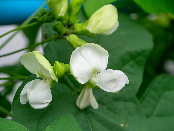 Großaufnahme von Wing Bean Blume. (Psophocarpus tetragonolobus Pflanze) - Foto, Bild