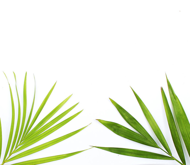 collection tropical green palm leaf frame picture on white background - Photo, image