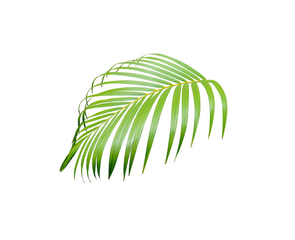 feuille de palmier verte isolée sur fond blanc pour l'été - Photo, image