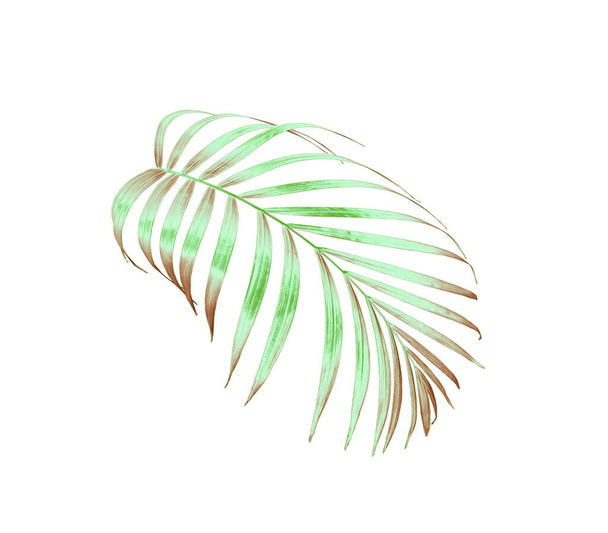 green palm leaf isolated on white for summer background - 写真・画像