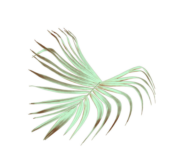 green palm leaf isolated on white for summer background - Foto, Imagem