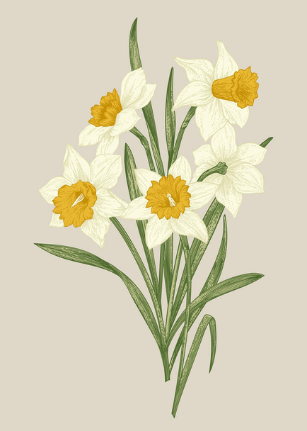 Spring flowers daffodils. Blooming bouquet isolated on a beige background. Botanical illustration. - Vetor, Imagem