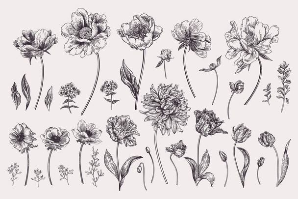 Set with spring garden flowers. Chrysanthemum, peony, tulip, phlox, eucalyptus seeds. Vector botanical illustration. Black and white. - Vector, imagen