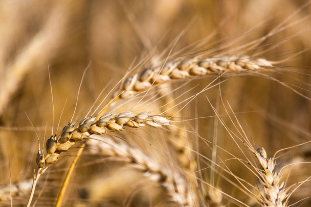 pole pszenicy z dojrzałymi uszami zbóż  - Zdjęcie, obraz