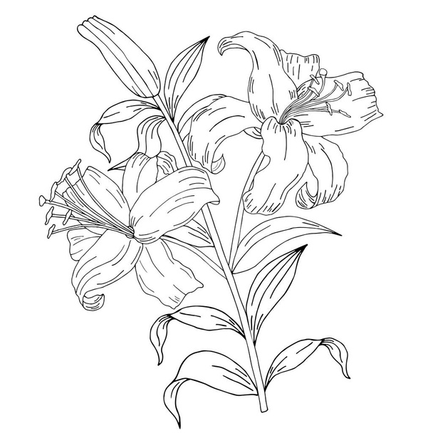 Doodle flower. Painted lilies. Elegant postcard. Flower arrangement isolated on background. Wedding invitation, birthday. Heart. Vector illustration. - Vector, Image