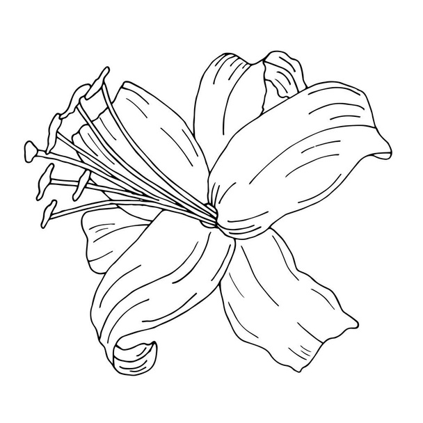 Doodle flower. Painted lilies. Elegant postcard. Flower arrangement isolated on background. Wedding invitation, birthday. Heart. Vector illustration. - Vettoriali, immagini
