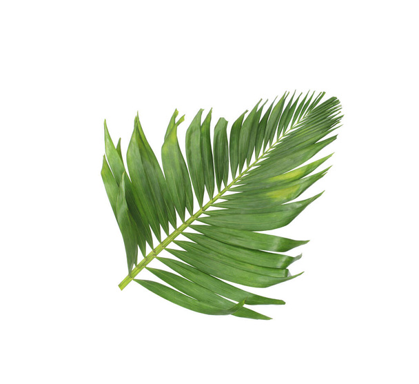 concept été avec feuille de palmier vert de tropical. feuilles florales frondes branches arbre isolé sur fond blanc. plan plat, vue sur le dessus. - Photo, image