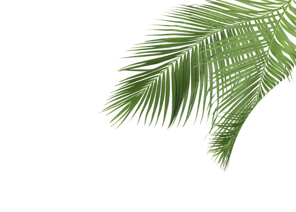 green palm leaves on white background - Photo, Image
