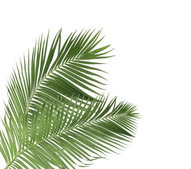 concept zomer met groen palmblad uit tropisch. frond bloemblaadjes takken boom geïsoleerd op witte patroon achtergrond. vlakke lay, bovenaanzicht. - Foto, afbeelding