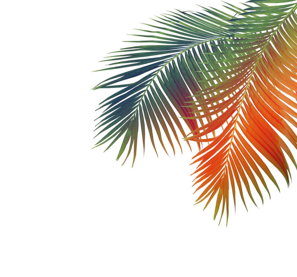 concept summer with green palm leaf from tropical . frond floral leaves branches tree isolated on white pattern background. flat lay, top view. - Valokuva, kuva
