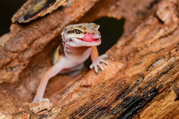 Leopard geckos smile on twigs, in a tropical forest - Photo, Image