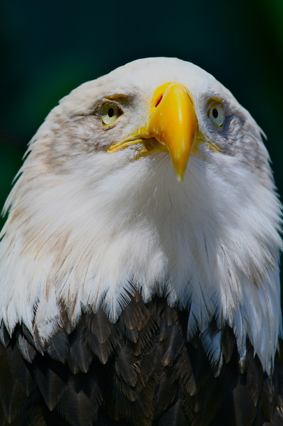 Bald Eagle - Photo, Image