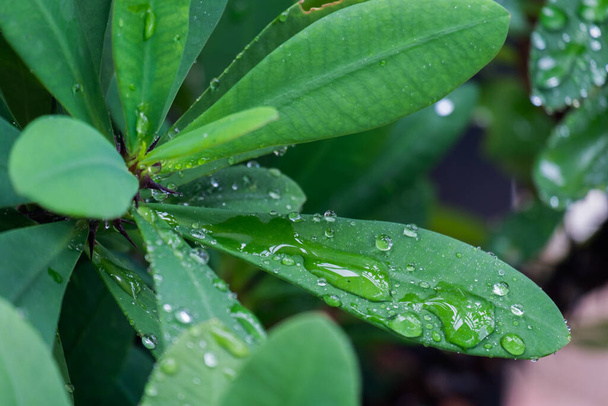 esőcseppek az esőerdők zöld levelein.  - Fotó, kép
