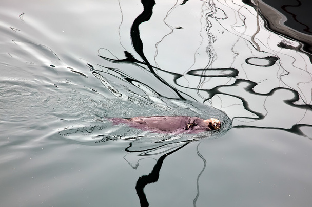 Море Оттера (Enhydra Lutris)
) - Фото, изображение