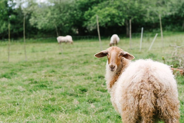 молода вівця дивиться на камеру. концепція худоби
. - Фото, зображення