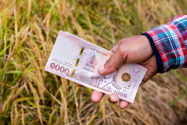 manos agricultor están sosteniendo billete tailandés en el campo de arroz, dinero thai baht en mano agricultor, mano están sosteniendo billete de dinero de Tailandia, comercio de arroz o concepto de venta en la temporada de cosecha de la producción de arroz
 - Foto, imagen
