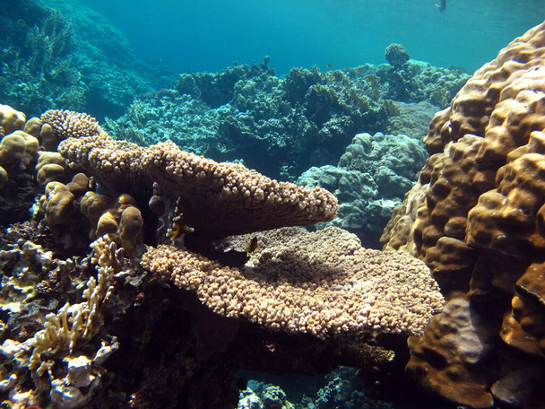 Hermosos arrecifes de coral del Mar Rojo. - Foto, Imagen