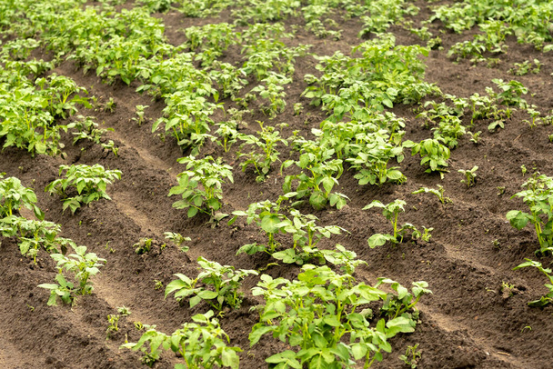 Lines of potato sprouts grow on cultivated land in a vegetable garden - Fotografie, Obrázek