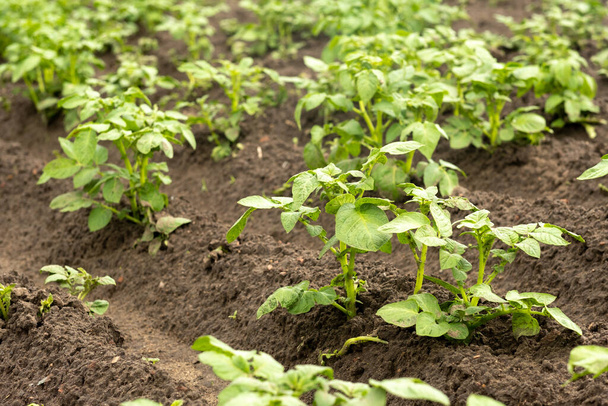 Lines of potato sprouts grow on cultivated land in a vegetable garden - Foto, immagini