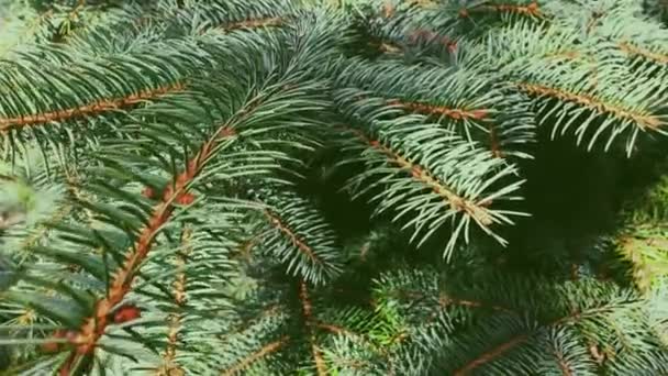 Fir strom větev close-up, jako příroda, vánoční dovolená a věčně zelené rostlinné pozadí - Záběry, video