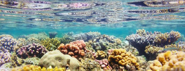 Живий кораловий риф у Червоному морі, Єгипет. Природний незвичний фон. - Фото, зображення