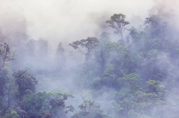 Serenidade Floresta de nuvens na Costa Rica - Foto, Imagem