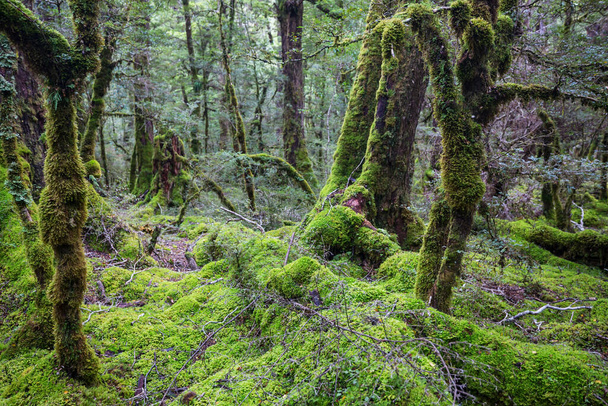Nový Zéland tropický džungle les. Zelené přírodní pozadí - Fotografie, Obrázek