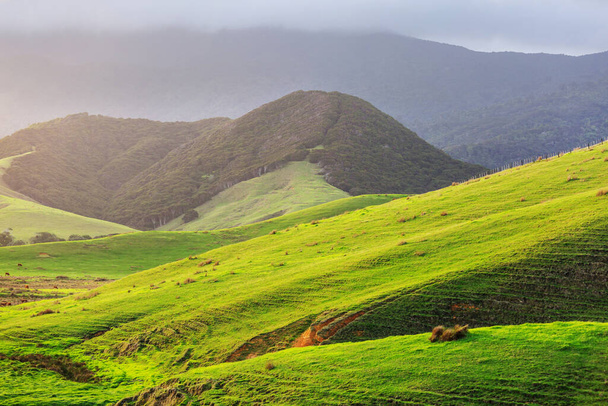 Прекрасний сільський краєвид Нової Зеландії - зелені пагорби та дерева. - Фото, зображення
