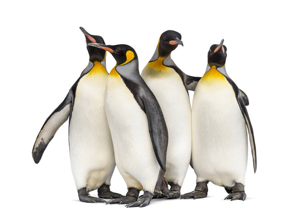 Colonia de pingüinos rey juntos, aislados en blanco
 - Foto, imagen