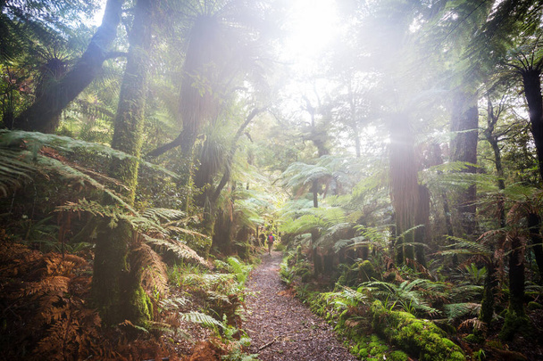 Új-zélandi trópusi dzsungelerdő. Zöld természetes háttér - Fotó, kép