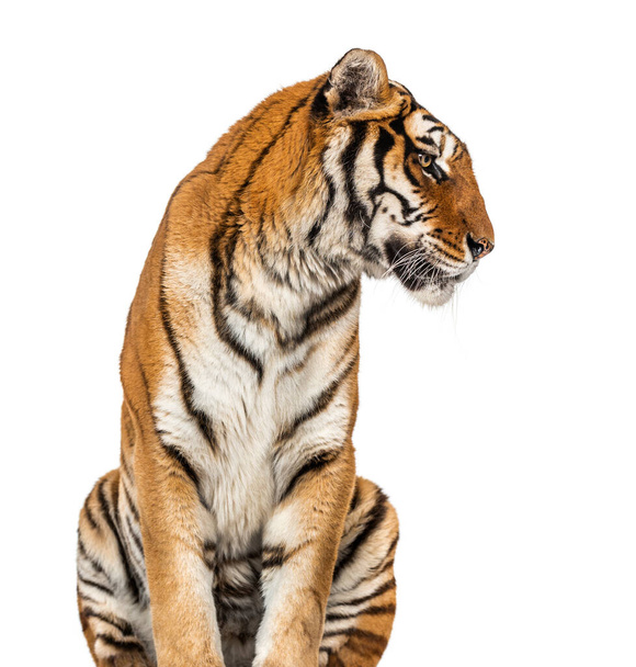Πορτραίτο κεφαλής τίγρης, κοντινό πλάνο, απομονωμένο σε λευκό - Φωτογραφία, εικόνα