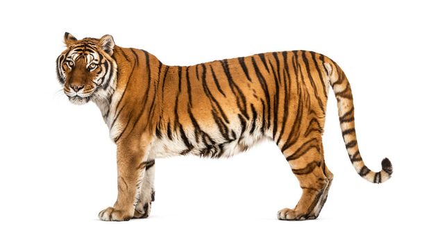 Zijaanzicht, profiel van een staande tijger, geïsoleerd op wit - Foto, afbeelding