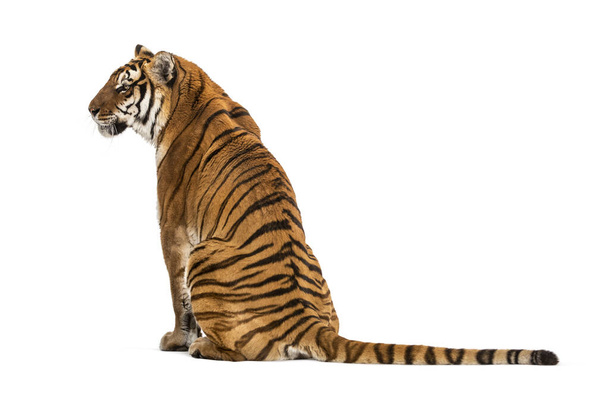 Vista trasera de un tigre sentado, aislado en blanco
 - Foto, Imagen