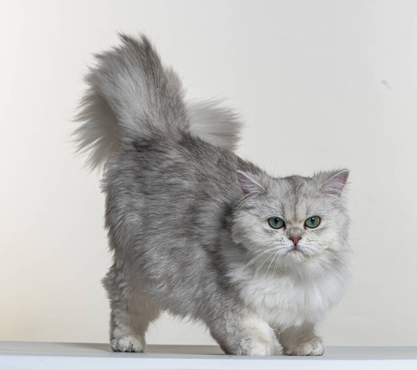 british longhair on a white paper background - Photo, Image