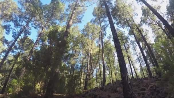 camminare nella foresta nella giornata di sole splendente, concetto di viaggio  - Filmati, video