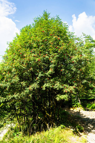 Branches of European Mountain Ash Rowan tree with ripe berries, (Sorbus Aucuparia) - Photo, Image