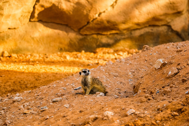 Wild Animal Meerkat (Surikate) löytyy Dubai Safari Zoo, Yhdistyneet arabiemiirikunnat - Valokuva, kuva