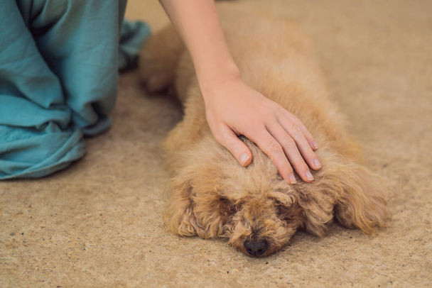 Hand stroking a dog. Animal Protection Concept - Photo, Image
