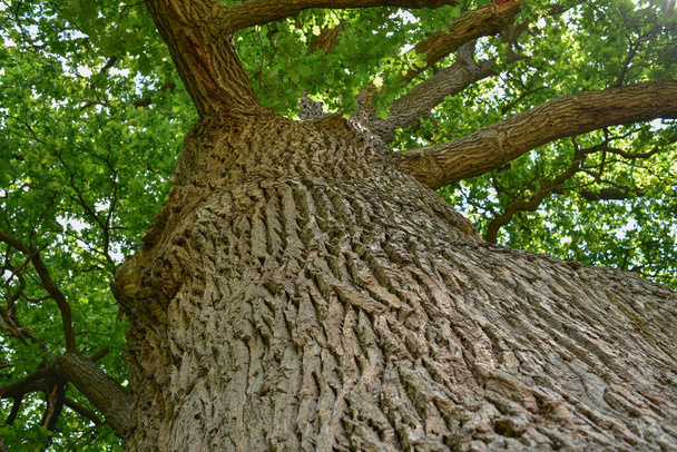 El tronco y las ramas de un viejo roble visto desde abajo. Corona de un viejo roble. Roble muy viejo contra el cielo en el verano. Hojas verdes en el jardín, parque, área de descanso
 - Foto, imagen