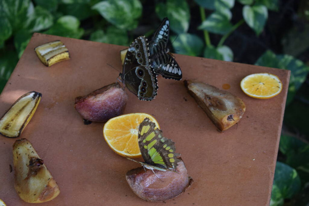 Барвистий метелик з чудовими кольорами на Фермі метеликів у Палм - Біч - Аруба на знаменитому карібовому острові. - Фото, зображення