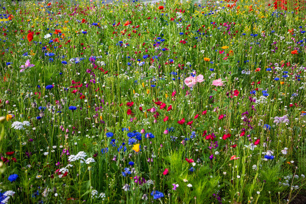 Pradera de flores con flores silvestres y hierbas en plena floración
 - Foto, imagen