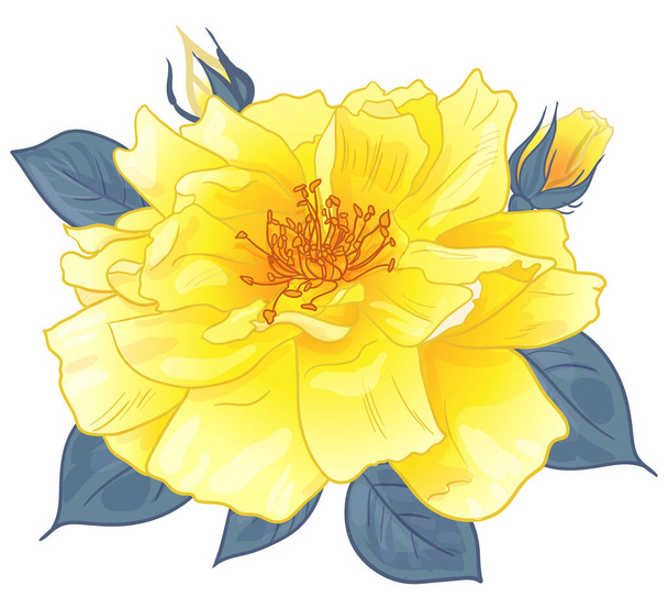 yellow rose flower isolated on white - Вектор,изображение