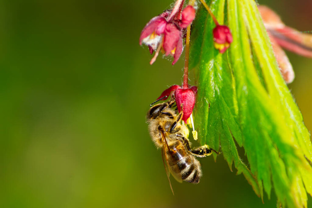Macro de una abeja polinizándose en una flor de un arce japonés
 - Foto, imagen