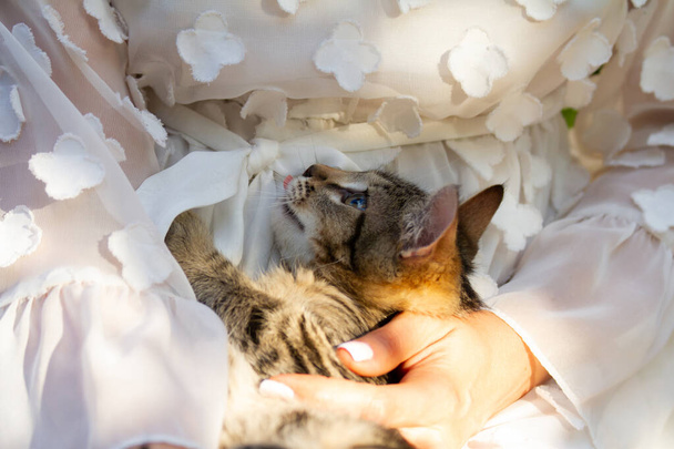 gestreiftes Kätzchen liegt in den Armen eines Mädchens im weißen Kleid und blickt auf - Foto, Bild