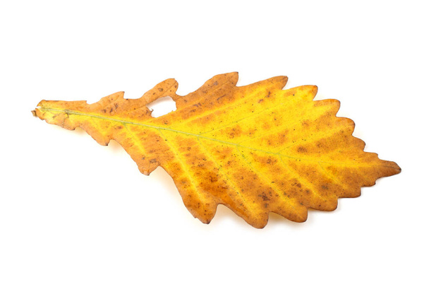 autumn oak leaves isolated on white background - Фото, изображение