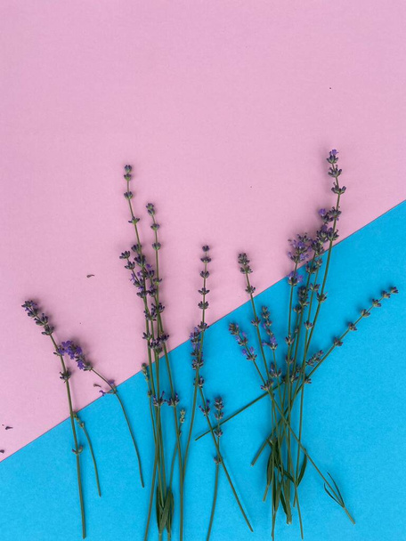Jemné krásné levandule leží na modrorůžovém pozadí - Fotografie, Obrázek