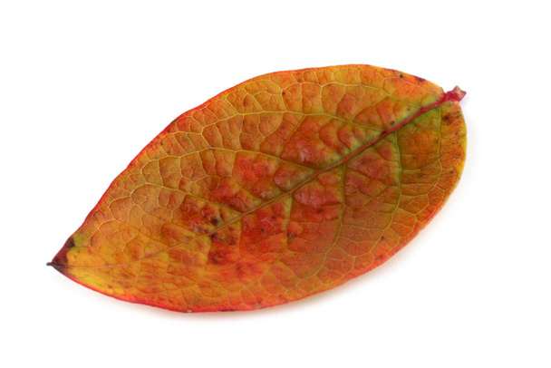 Autumn blueberry leaf isolated on white - Fotó, kép